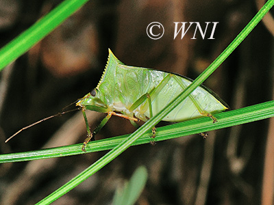 Loxa viridis (Pentatomidae)